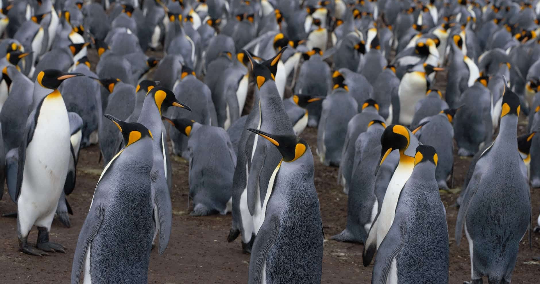colony of emperor penguins on land